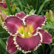 Hemerocallis hybrid 'Bettylen' Hemerocallis hybrid 'Bettylen'