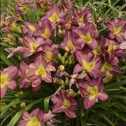 Hemerocallis hybrid 'Garden Show'