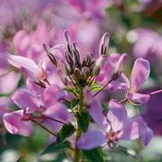 Cleome hybrid 'Senorita Rosalita' Cleome hybrid 'Senorita Rosalita'