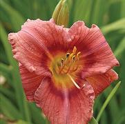 Hemerocallis hybrid 'Rosy Returns'