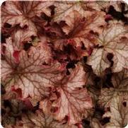 Heuchera x. villosa 'Carnival Peach Parfait' Heuchera x. villosa 'Carnival Peach Parfait'