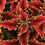 Coleus 'El Brighto' Coleus 'El Brighto'