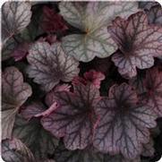 Heuchera x. villosa 'Carnival Rose Granita' Heuchera x. villosa 'Carnival Rose Granita'