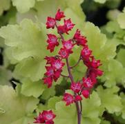 Heuchera sanguieum 'Firefly' Heuchera sanguieum 'Firefly'