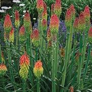 Kniphofia hirsuta 'Fire Dance' Kniphofia hirsuta 'Fire Dance'