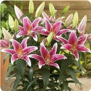 Lilium oriental 'Pimento' Lilium oriental 'Pimento'