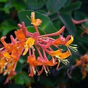 Lonicera x. 'Mandarin' Lonicera x. 'Mandarin'