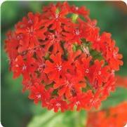 Lychnis chalcedonica