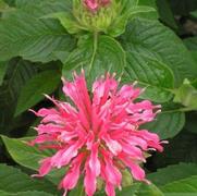 Monarda didyma 'Coral Reef' Monarda didyma 'Coral Reef'