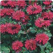 Monarda didyma 'Fireball'