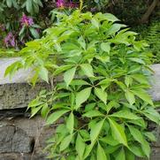 Parthenocissus quinquefolia