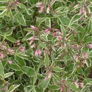 Polemonium reptans 'Touch of Class' Polemonium reptans 'Touch of Class'