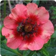 Potentilla nepalensis 'Miss Wilmott'