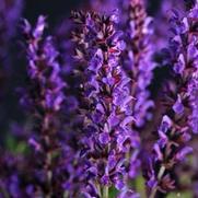 Salvia nemorosa 'Lyrical Blues' Salvia nemorosa 'Lyrical Blues'