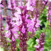 Salvia nemorosa 'Lyrical Rose' Salvia nemorosa 'Lyrical Rose'