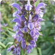 Salvia nemorosa 'Lyrical Silvertone' Salvia nemorosa 'Lyrical Silvertone'