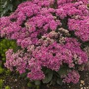 Sedum 'Mr. Goodbud' Sedum 'Mr. Goodbud'