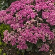 Sedum 'Mr. Goodbud'