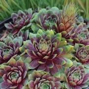 Sempervivum 'Ruby Heart' Sempervivum 'Ruby Heart'