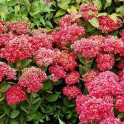 Sedum 'Class Act' Sedum 'Class Act'
