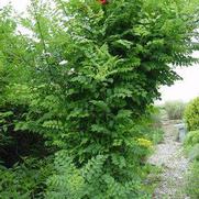 Campsis radicans