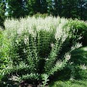 Veronicastrum virginicum 'Album'