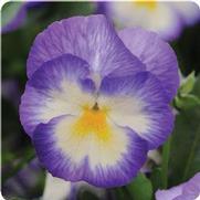 Viola cornuta 'Halo Lilac'