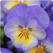 Viola cornuta 'Halo Sky Blue'