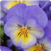 Viola cornuta 'Halo Sky Blue'