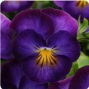 Viola cornuta 'Halo Violet'