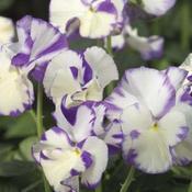 Viola cornuta 'Rebecca Cawthorne'