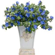 Evolvulus hybrid 'Blue My Mind' Evolvulus hybrid 'Blue My Mind'