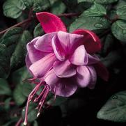 Fuchsia hybrid 'Blue Eyes' Fuchsia hybrid 'Blue Eyes'