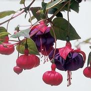 Fuchsia hybrid 'Dark Eyes'