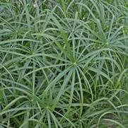 Cyperus involucratus 'Baby Tut' Cyperus involucratus 'Baby Tut'