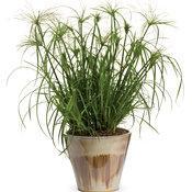 Cyperus papyrus 'King Tut' Cyperus papyrus 'King Tut'