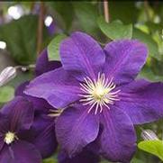 Clematis 'Jackmanii' Clematis 'Jackmanii'