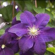 Clematis Jackmanii 'Superba'