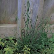 Juncus effusus 'Curly Wurly' Juncus effusus 'Curly Wurly'