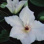 Clematis 'Snow Queen' Clematis 'Snow Queen'