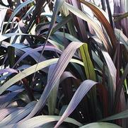 Pennisetum purpureum 'Vertigo' Pennisetum purpureum 'Vertigo'