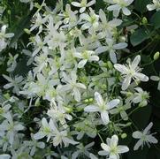 Clematis paniculata 'Sweet Autumn' Clematis paniculata 'Sweet Autumn'