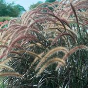 Pennisetum setaceum 'Rubrum' Pennisetum setaceum 'Rubrum'