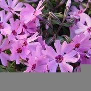 Phlox subulata 'Fort Hill'