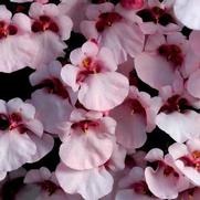 Diascia hybrid 'Flirtation Pink' Diascia hybrid 'Flirtation Pink'