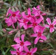 Phlox subulata 'Scarlet Flame'