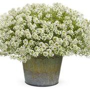 Lobularia hybrid 'Frosty Knight' Lobularia hybrid 'Frosty Knight'