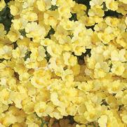 Nemesia hybrid 'Sunsatia Lemon' Nemesia hybrid 'Sunsatia Lemon'