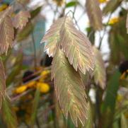 Chasmanthium latifolium 'Northern Sea Oats'