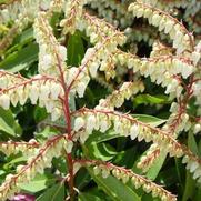 Pieris japonica 'Brouwer's Beauty'